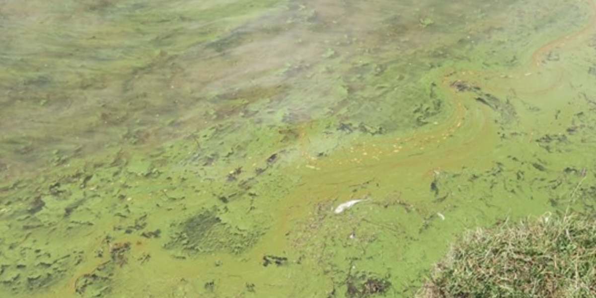 Algae