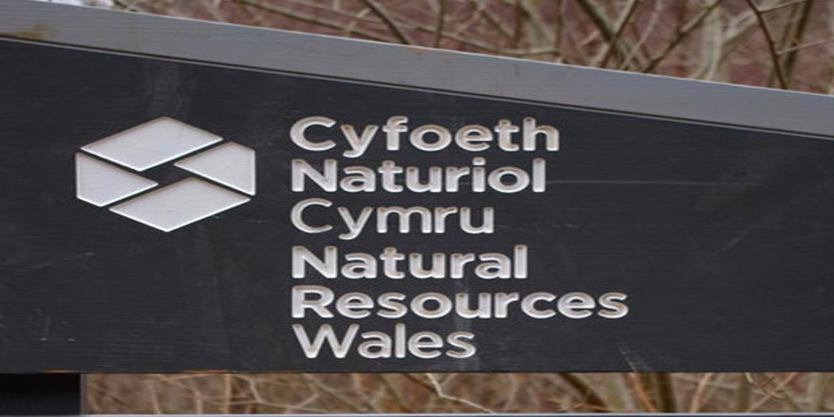 S4C