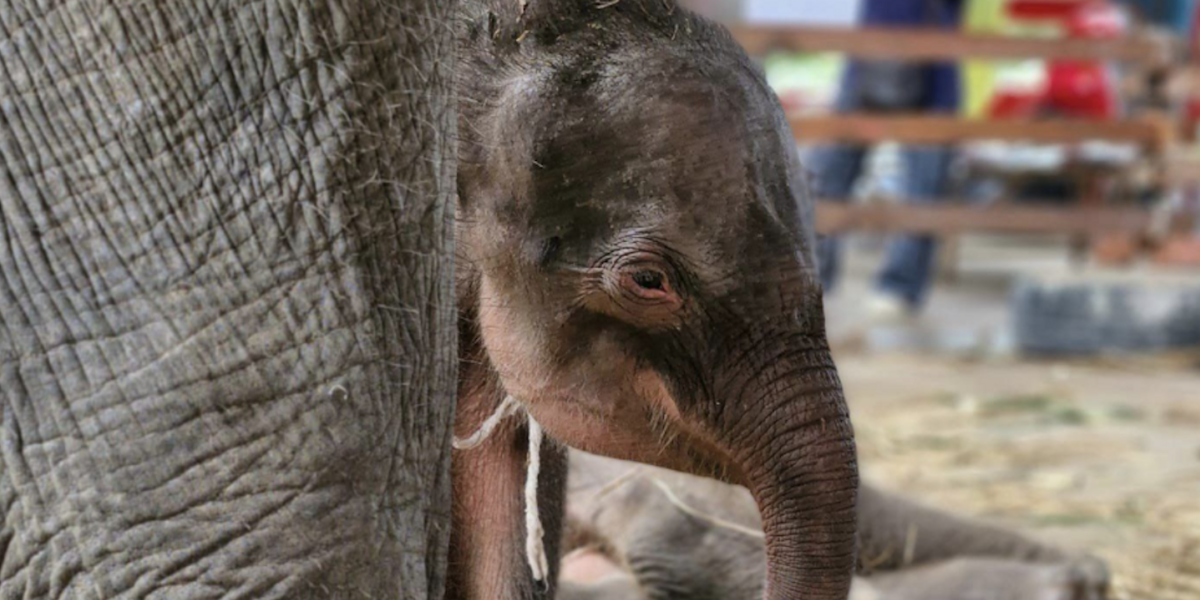 Elephantstay/Facebook