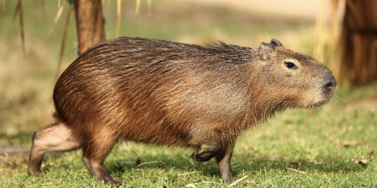 Capybara