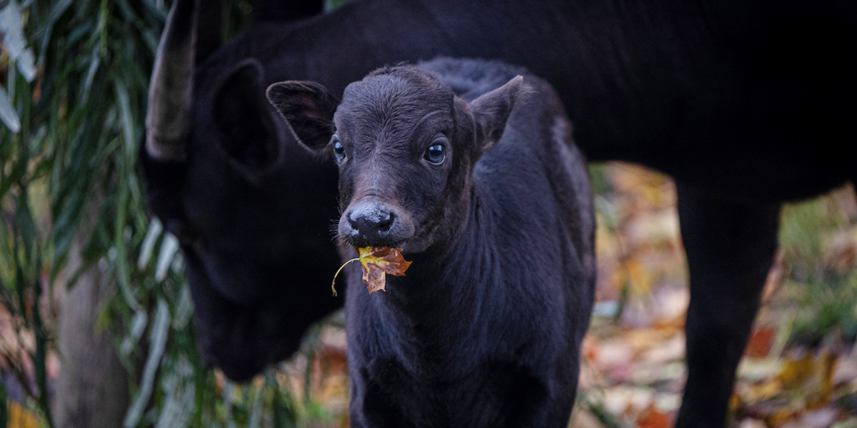 Anoa