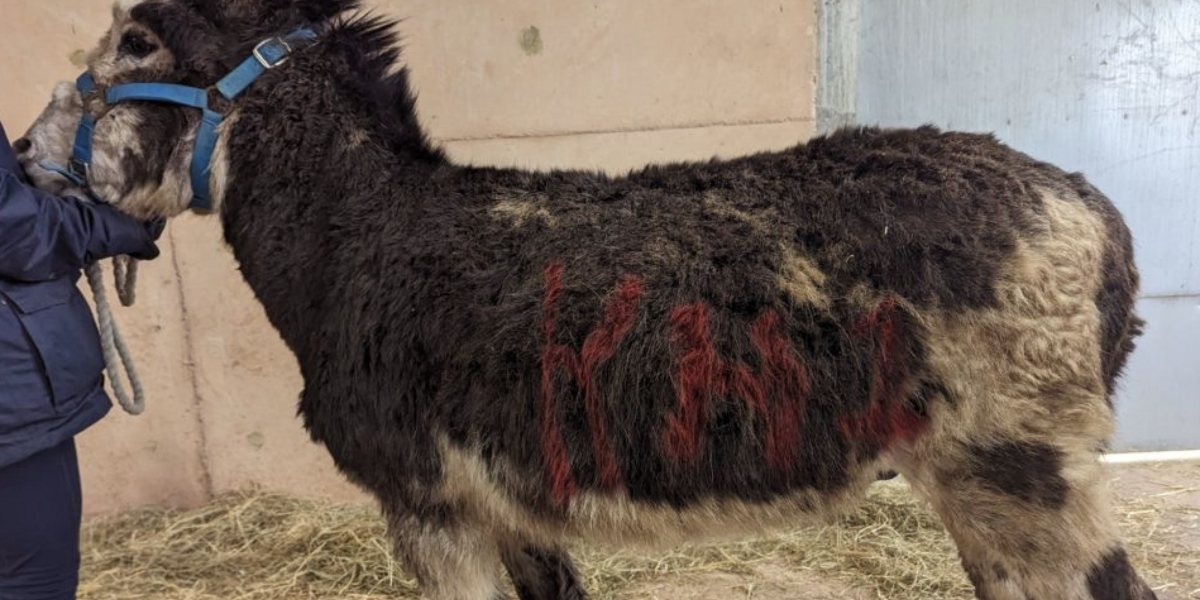 rspca achos crymych