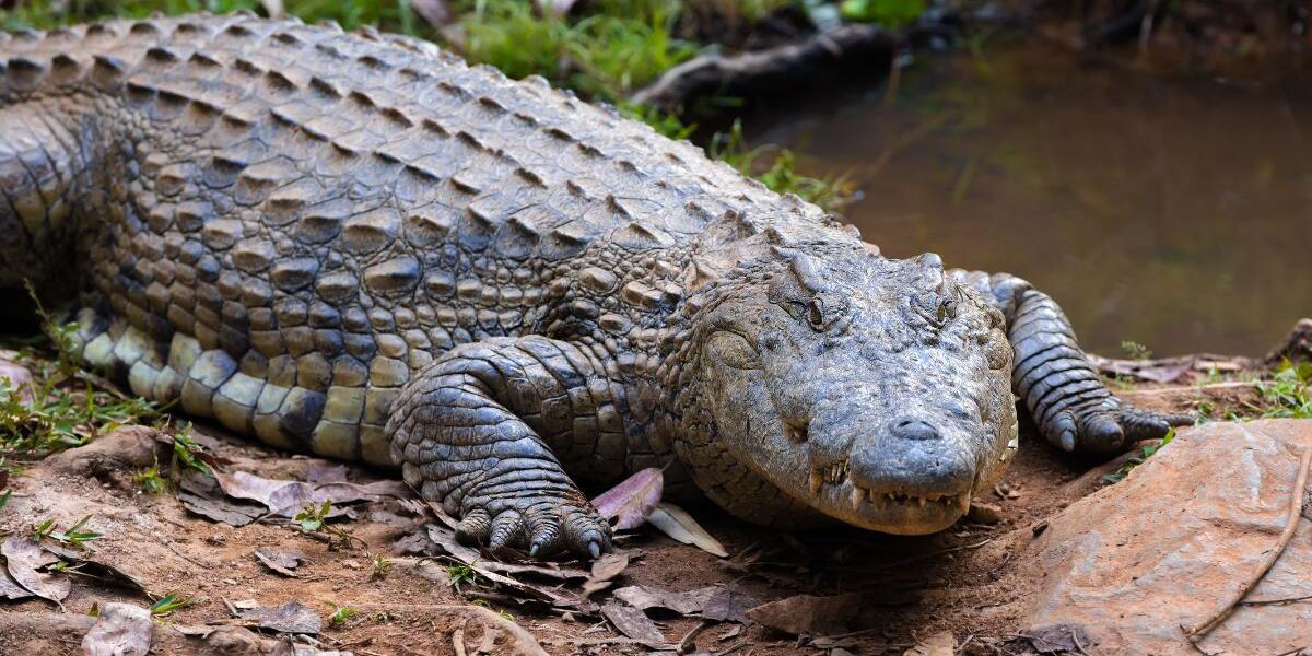 Aligator
