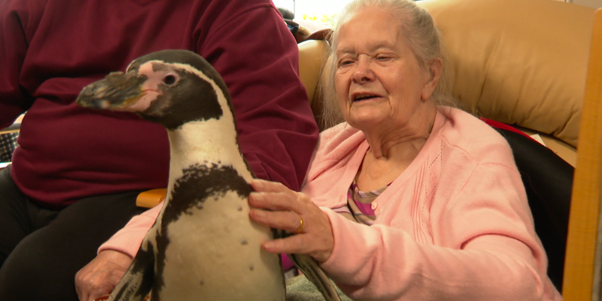 Pengwiniaid
