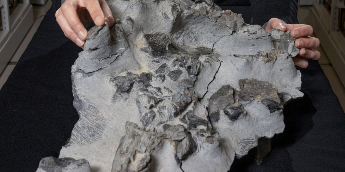 Deinosaur Elgol