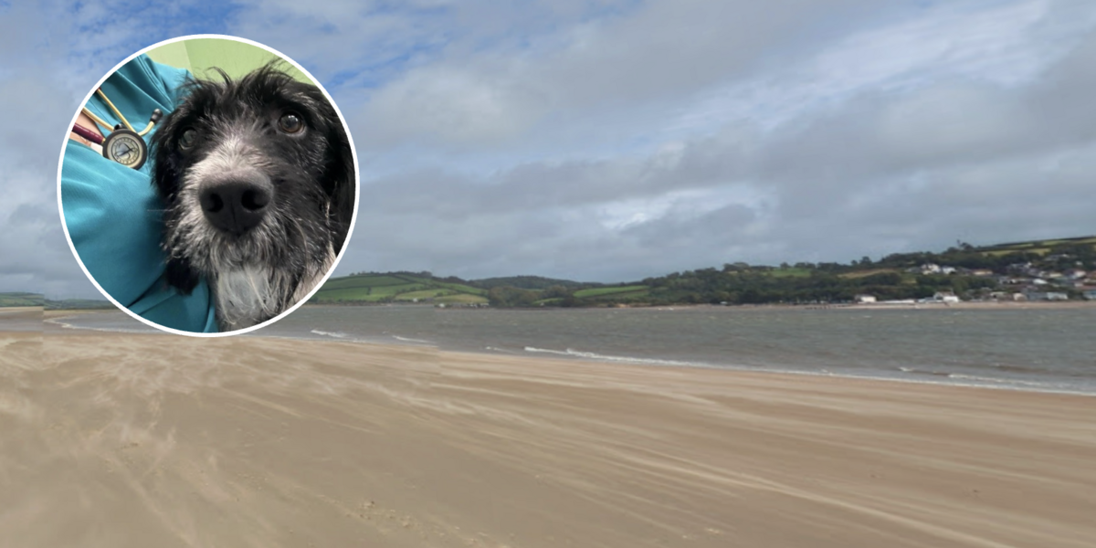 Ci / Traeth Llansteffan