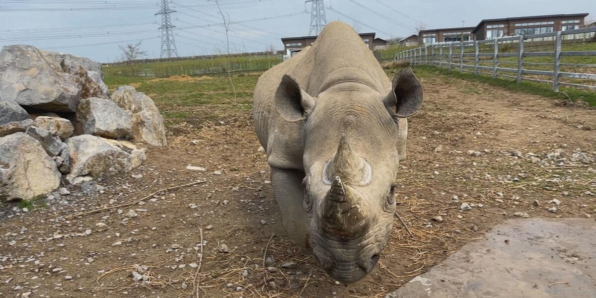 Rhino