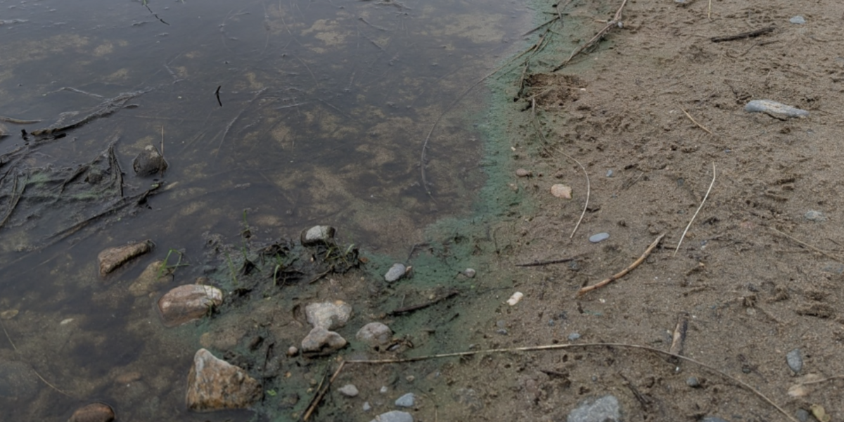 algae