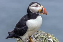 puffin.jpg
