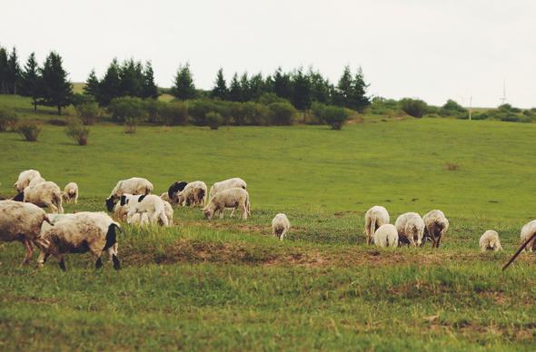 Defaid yn pori