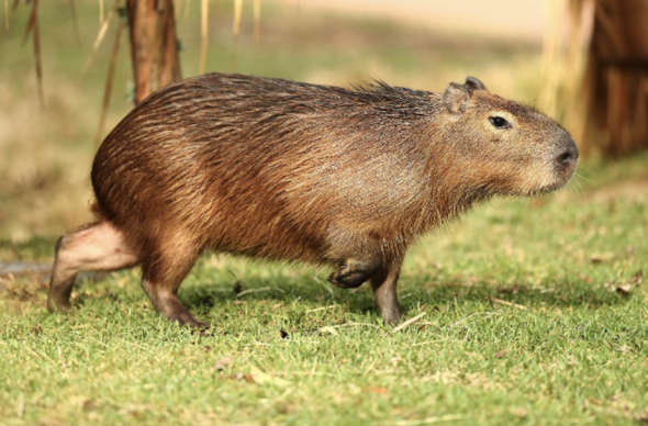 Capybara