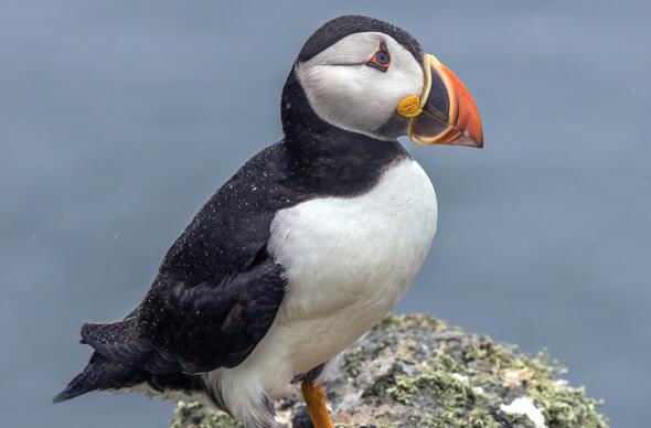 puffin.jpg