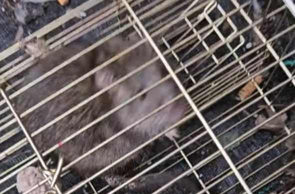 RSPCA