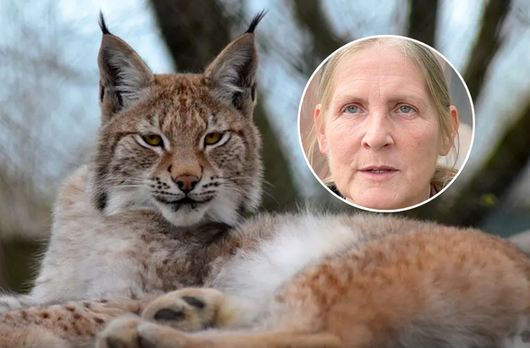 Lynx / Tracy Tweedy