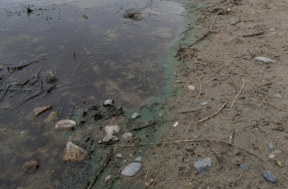 algae
