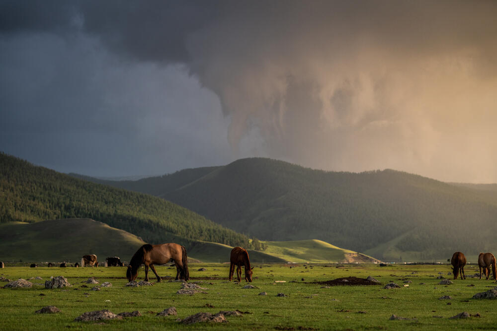 Ceffylau yn pori ym Mongolia