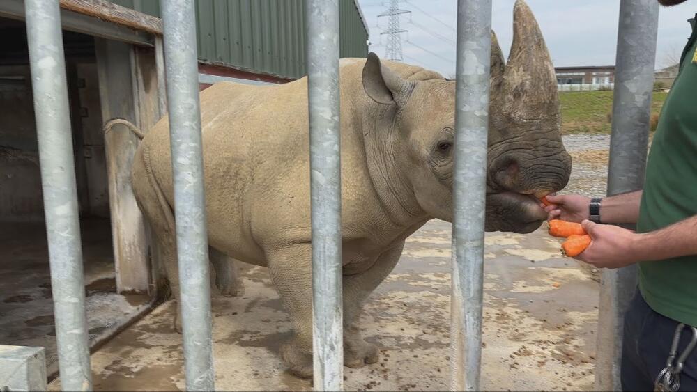 rhino