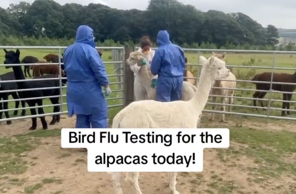 Alpaca