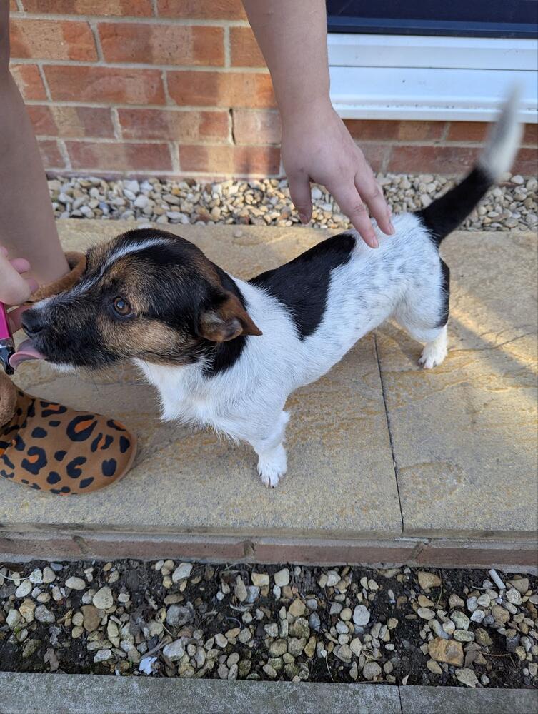 Casper y ci / RSPCA
