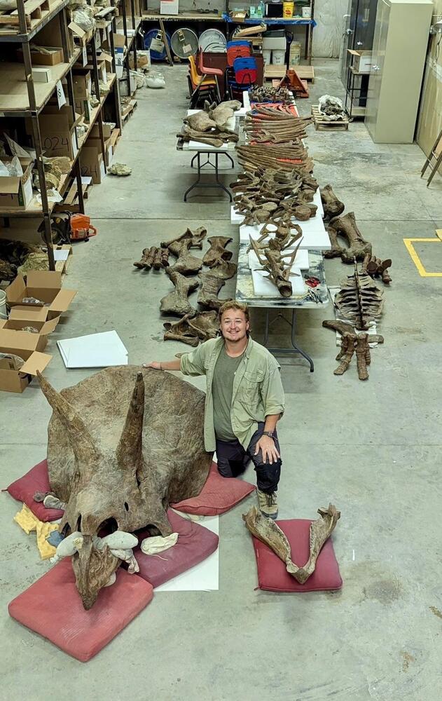 Tom gyda esgyrn Triceratops