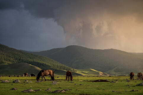 Ceffylau yn pori ym Mongolia